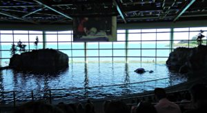 Visiting Chicago's Shedd Aquarium With Toddlers #chicagoattractions #traveloignwithkids #toddlertravel #sheddaquarium