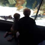 Visiting Shedd Aquarium With Toddlers #chicagoattractions #traveloignwithkids #toddlertravel #sheddaquarium