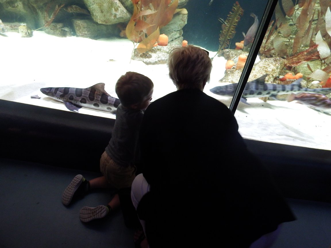 Visiting Shedd Aquarium With Toddlers #chicagoattractions #traveloignwithkids #toddlertravel #sheddaquarium
