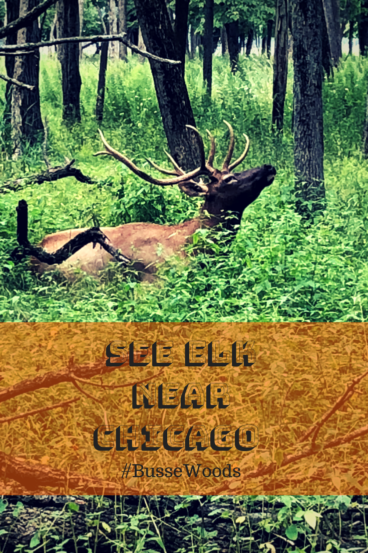 See Elk Near Chicago In Busse Woods #ElkPreserve #wildlife #cookcountypreserves #bussewoods #northsuburbs #hikingspots #fishingspots #elkencounter 