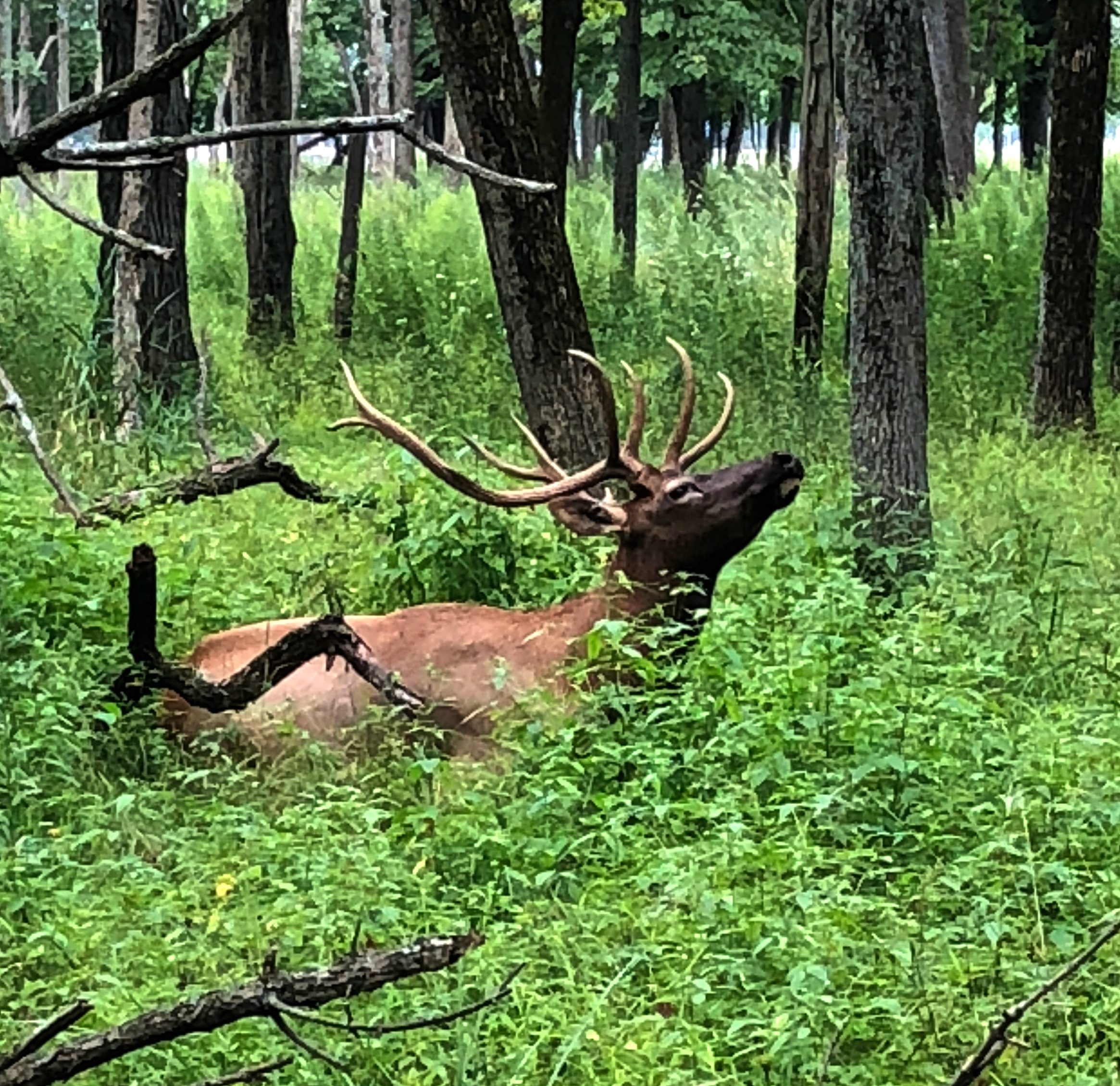 See Elk Near Chicago In Busse Woods #ElkPreserve #wildlife #cookcountypreserves #bussewoods #northsuburbs #hikingspots #fishingspots #elkencounter