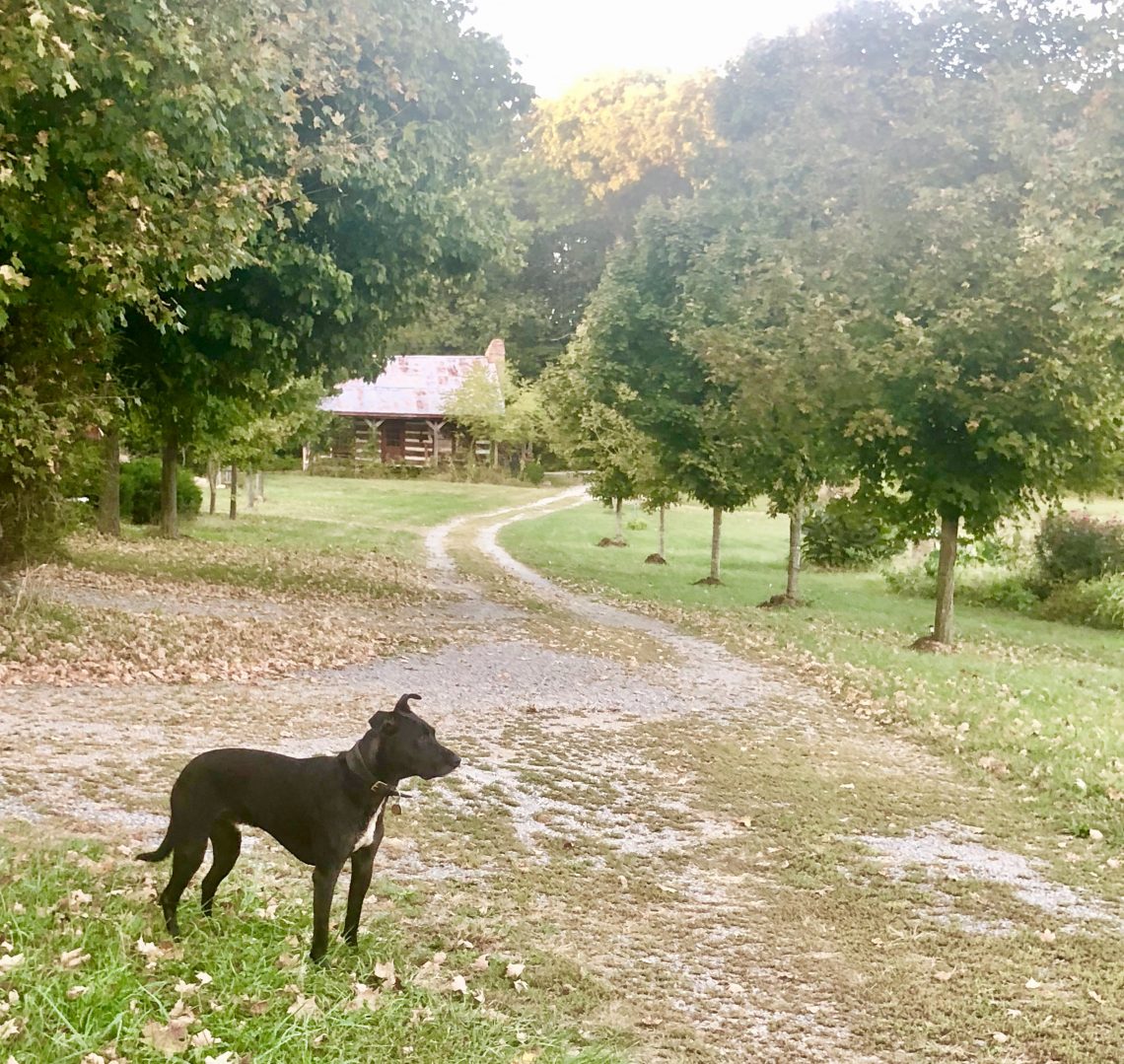 Authentic 1800's cabins for rent by Shawnee National Forest at the Olde Squat Inn , #petfriendly #cozy #rustic #quaint #historic #bedandbreakfast #fishingpond #cabinrentals #shawneenationalforest