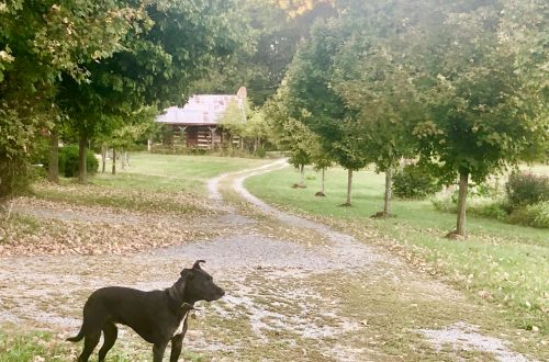 Authentic 1800's cabins for rent by Shawnee National Forest at the Olde Squat Inn , #petfriendly #cozy #rustic #quaint #historic #bedandbreakfast #fishingpond #cabinrentals #shawneenationalforest